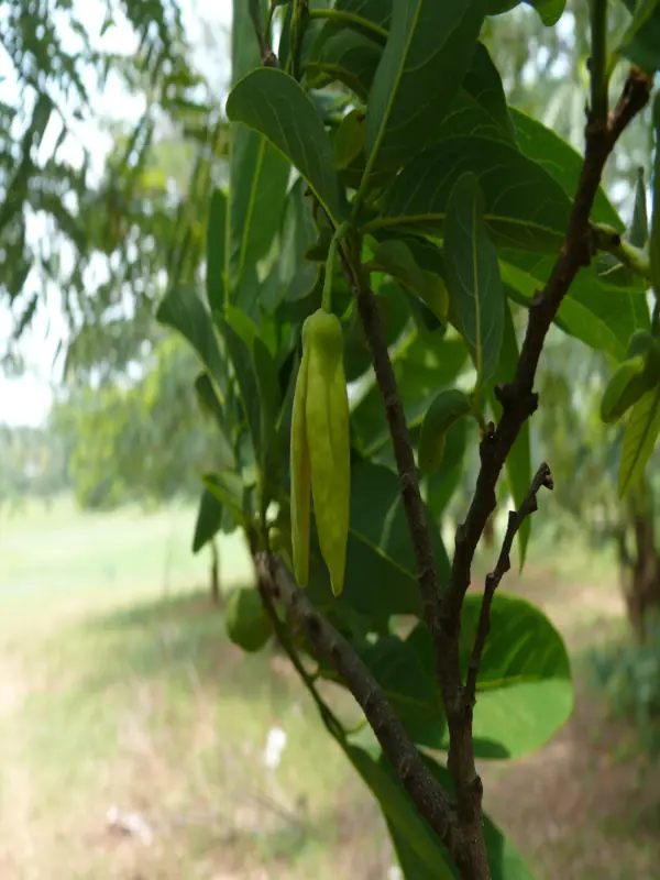 Annona squamosa