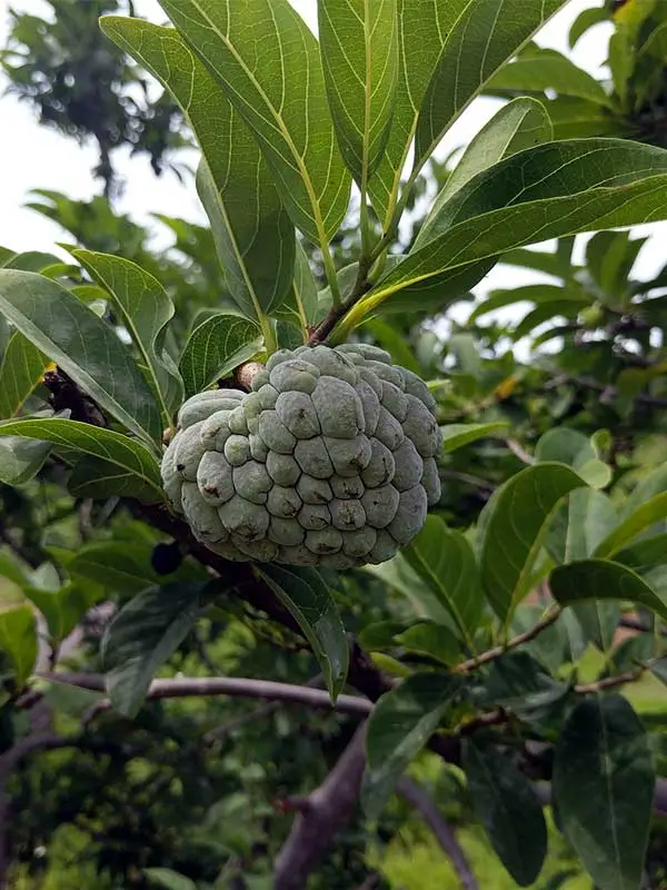 Annona squamosa