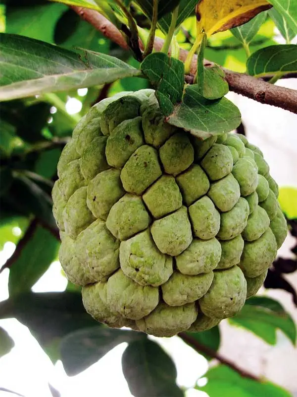 Annona squamosa