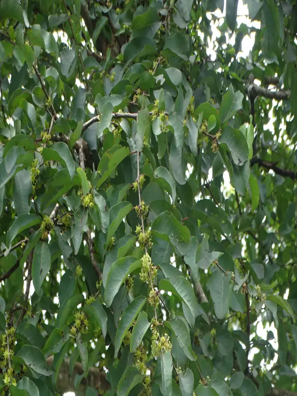 Anogeissus latifolia