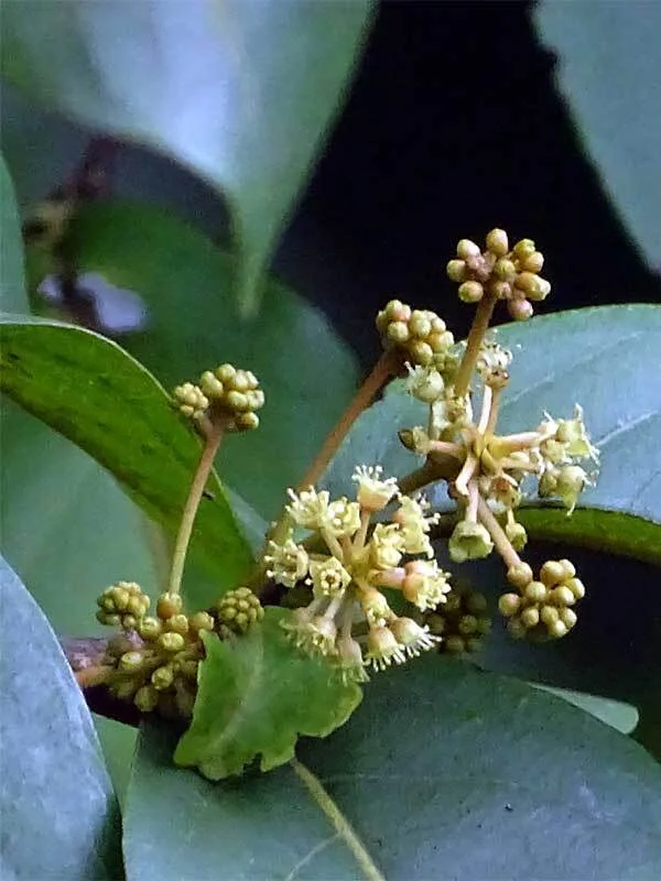 Anogeissus latifolia