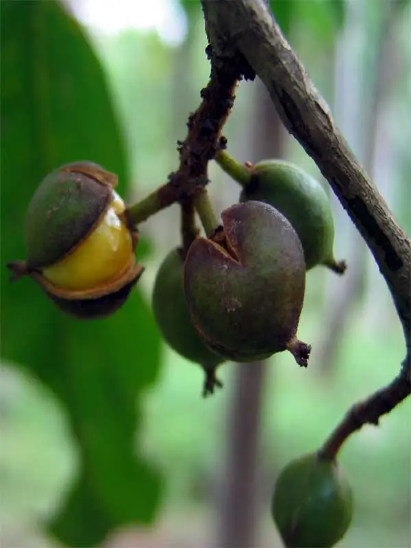 Aporosa cardiosperma