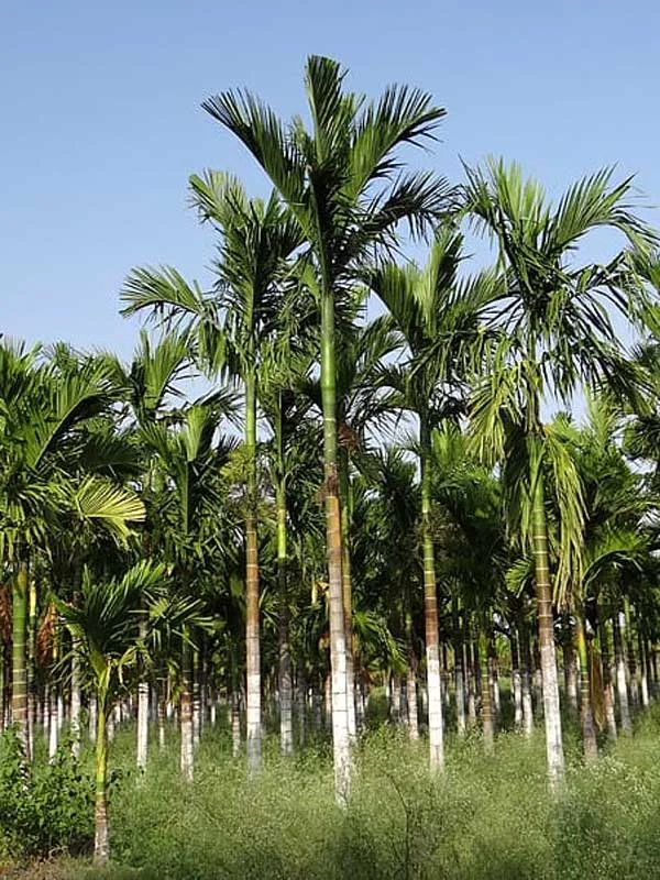 Areca catechu