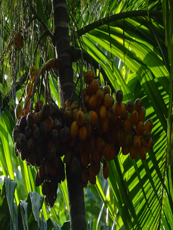 Areca catechu