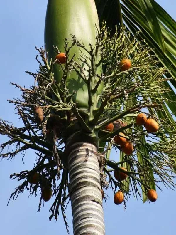 Areca catechu