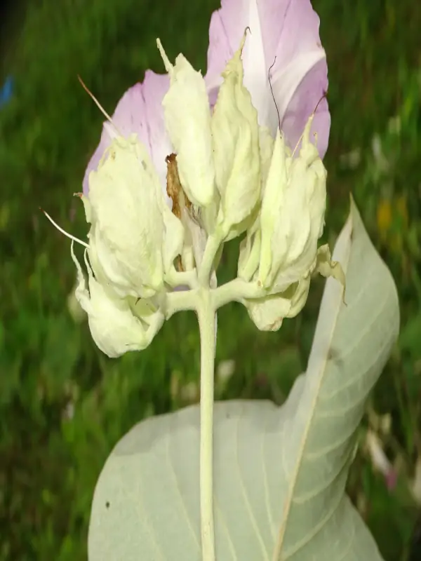 Argyreia nervosa