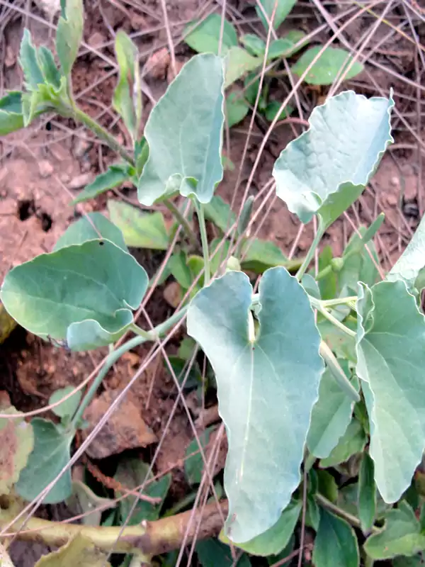 Aristolochia bracteolata