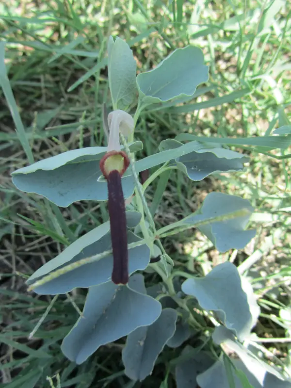 Aristolochia bracteolata