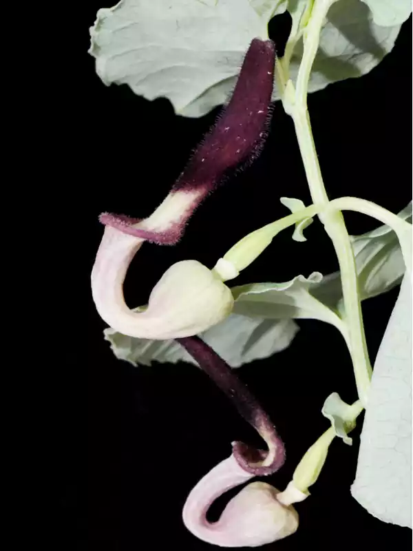 Aristolochia bracteolata