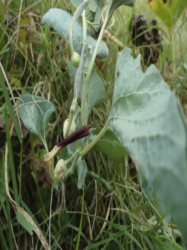 Aristolochia bracteolata