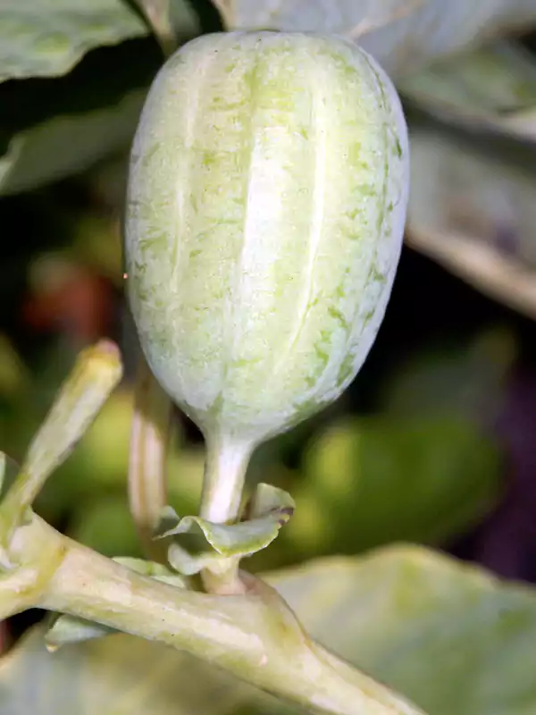 Aristolochia bracteolata