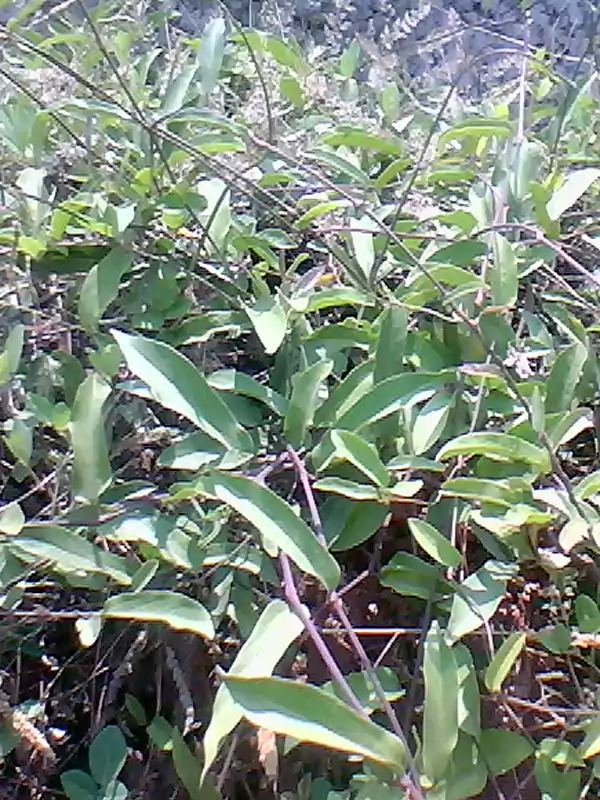 Aristolochia indica