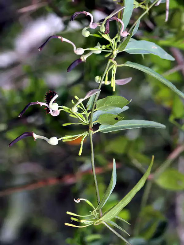 Aristolochia indica