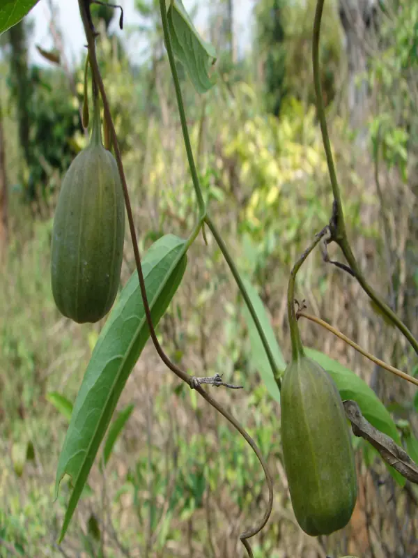 Aristolochia indica