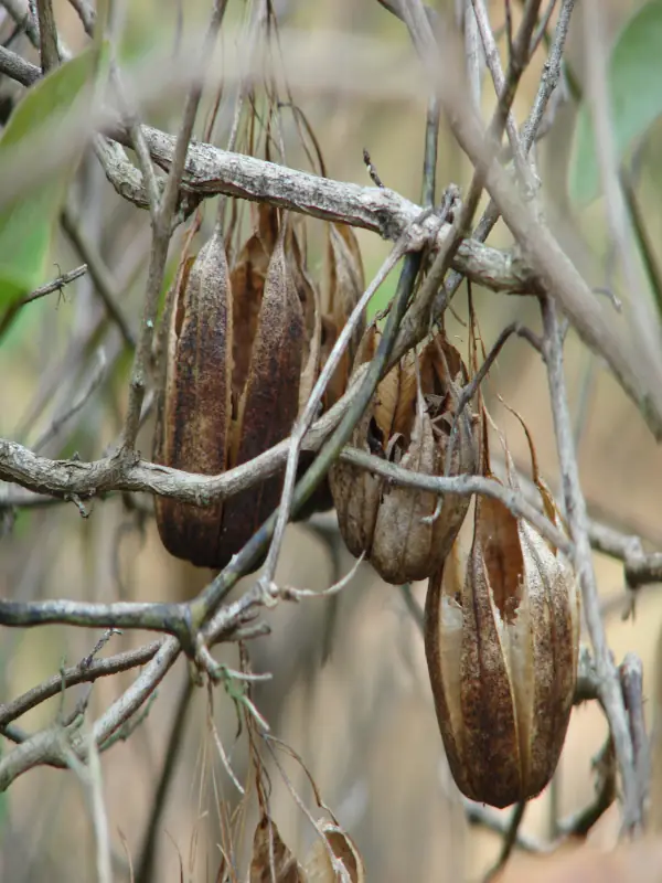 Aristolochia indica