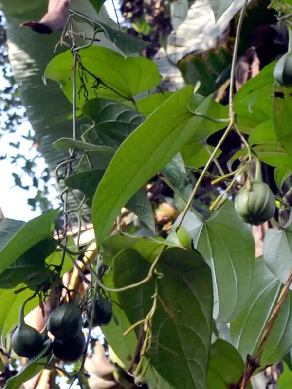 Aristolochia tagala