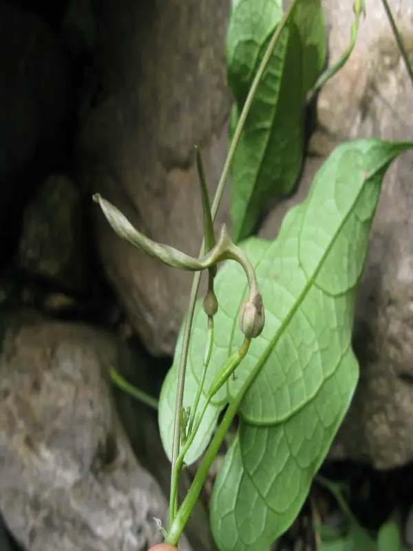 Aristolochia tagala