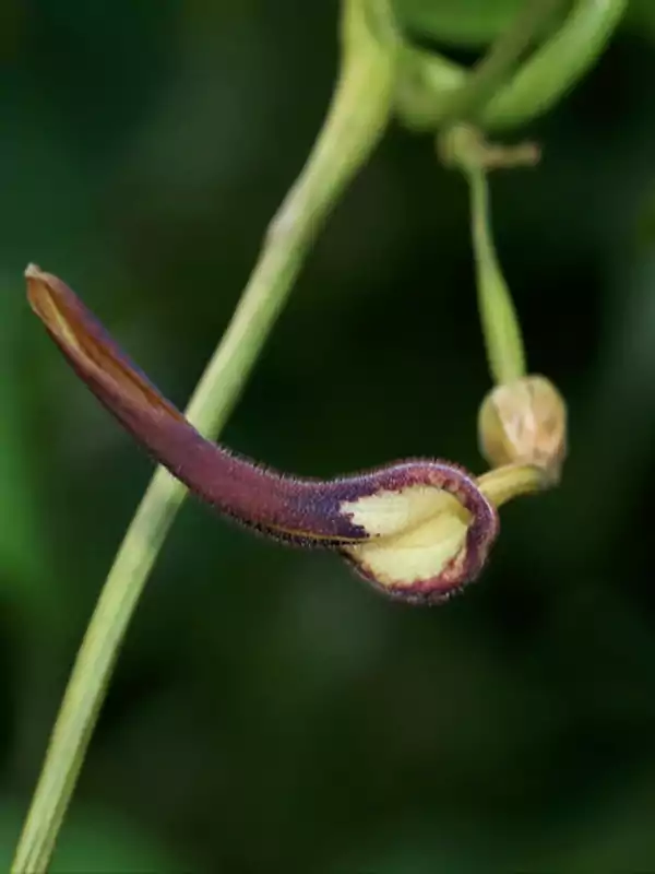 Aristolochia tagala