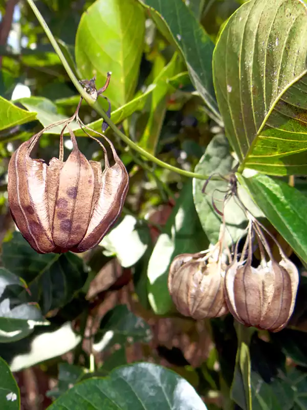 Aristolochia tagala