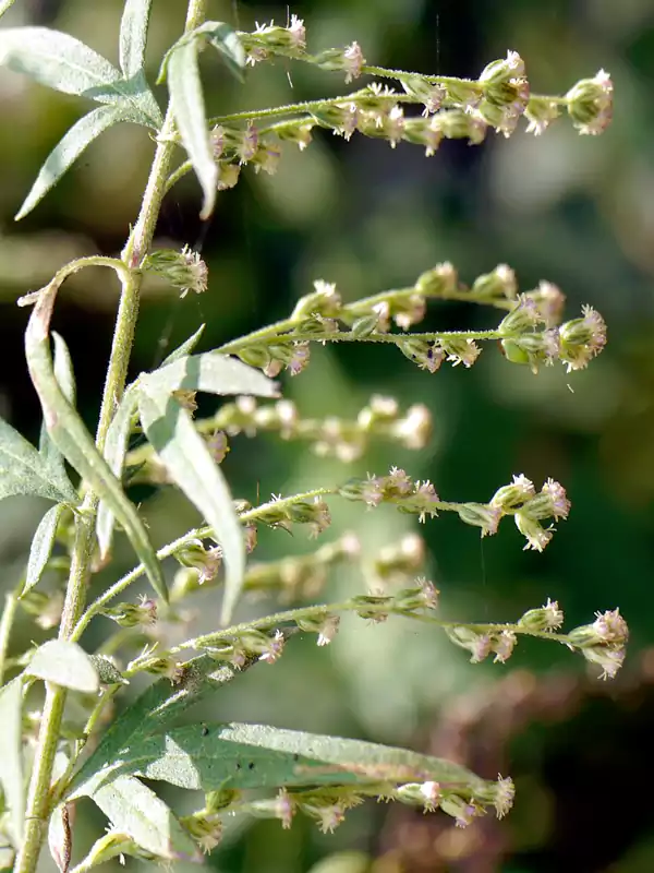 Artemisia nilagirica