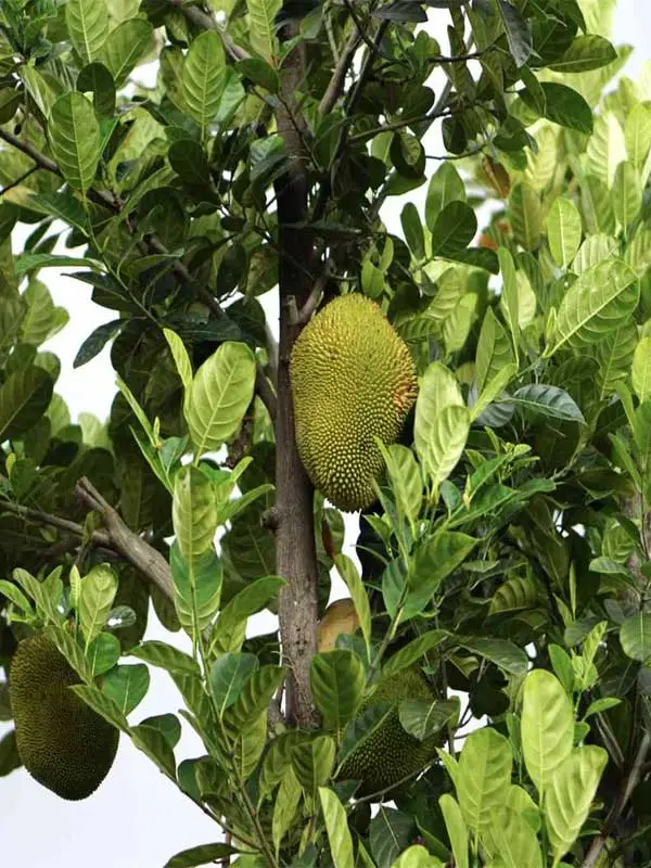 Artocarpus heterophyllus