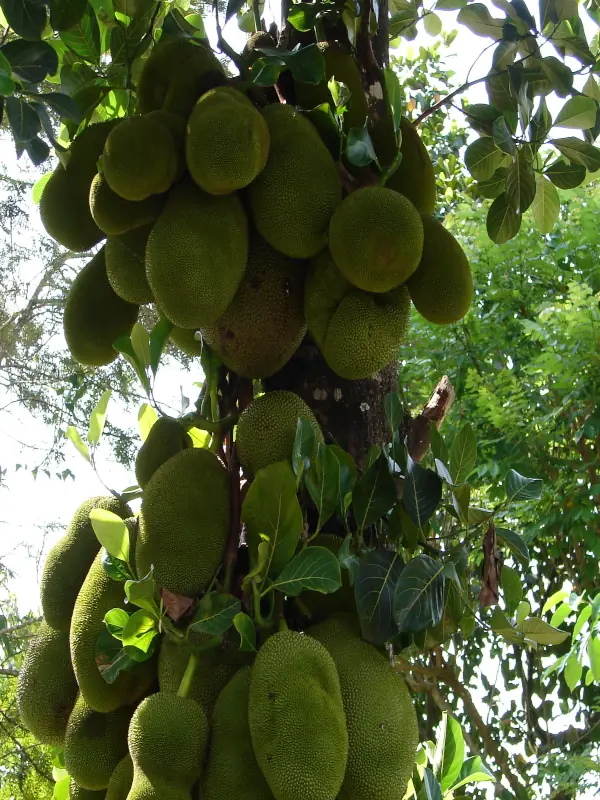 Artocarpus heterophyllus