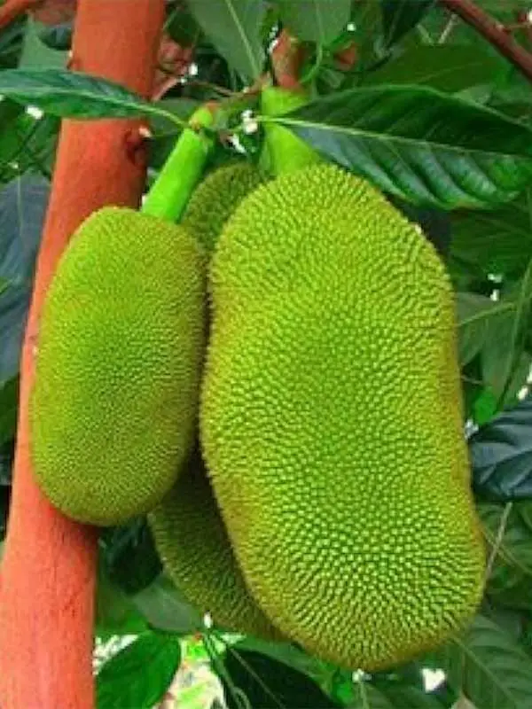 Artocarpus heterophyllus