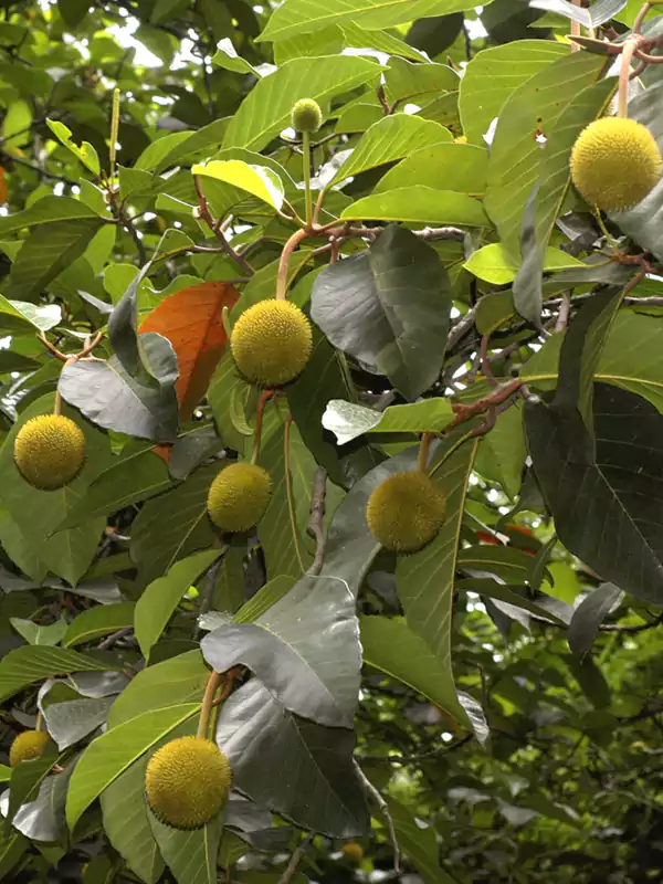 Artocarpus hirsutus