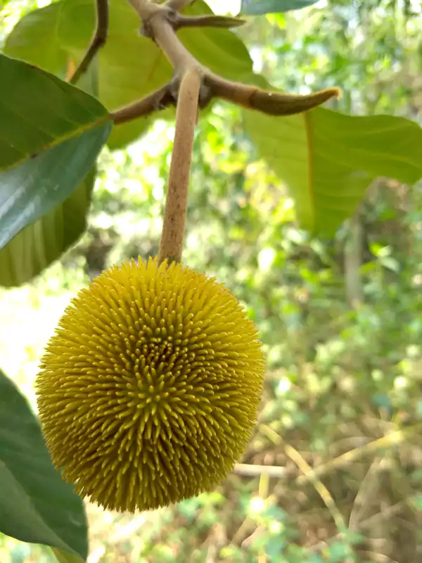 Artocarpus hirsutus