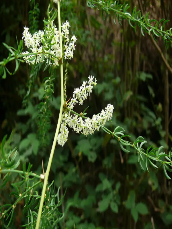 Asparagus racemosus