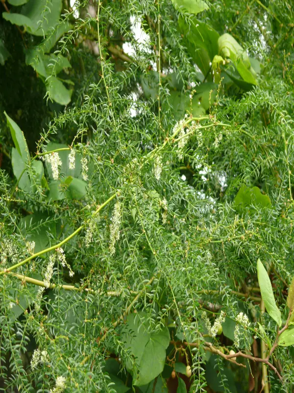 Asparagus racemosus