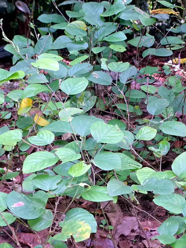 Desmodium gangeticum