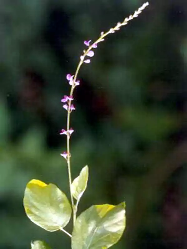 Desmodium gangeticum