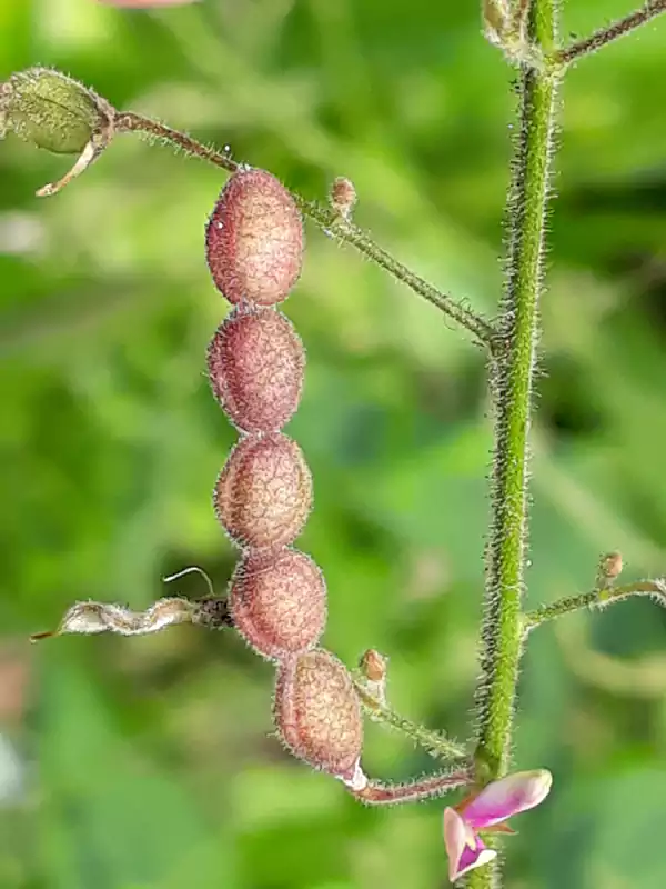 Desmodium gangeticum