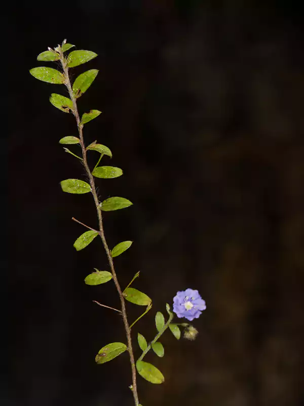 Evolvulus alsinoides