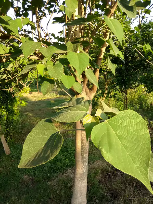 Gmelina arborea