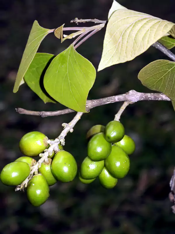 Gmelina arborea