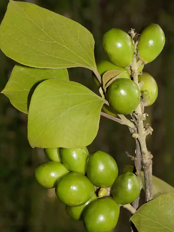 Gmelina arborea