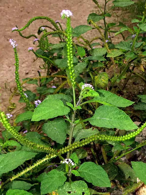 Heliotropium indicum