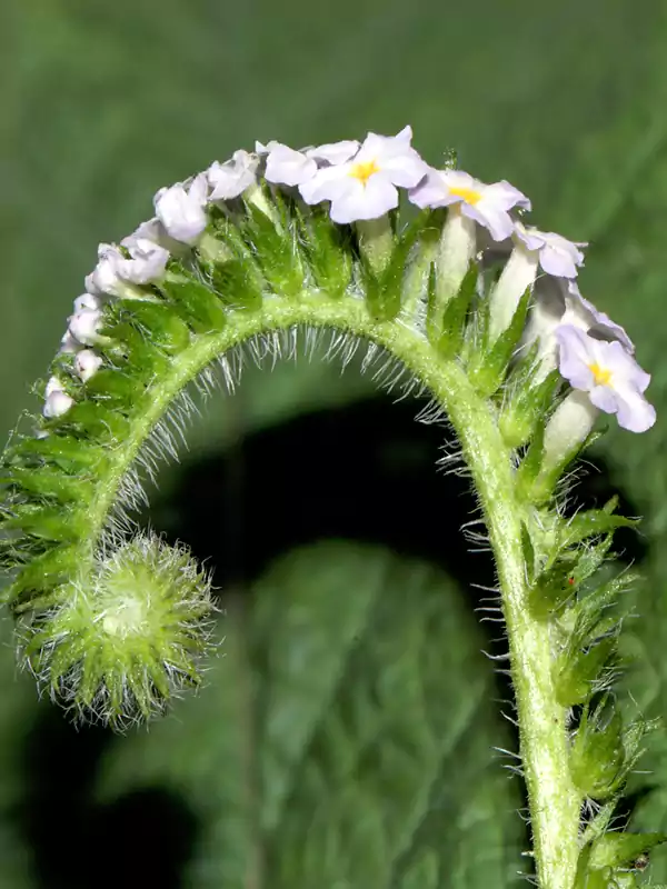 Heliotropium indicum