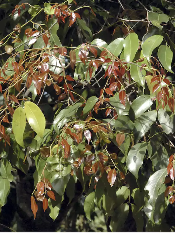 Kingiodendron pinnatum