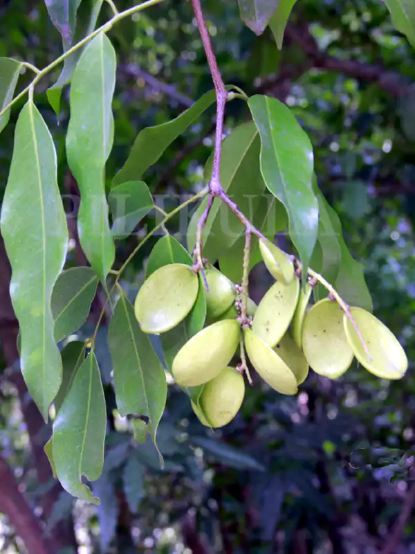 Kingiodendron pinnatum