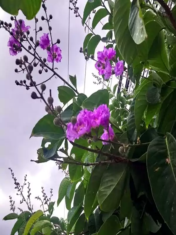 Lagerstroemia speciosa