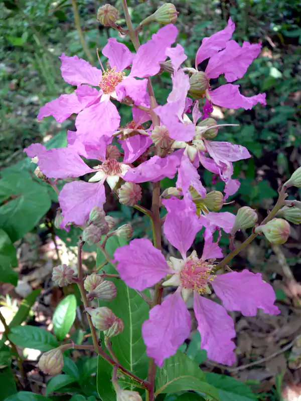 Lagerstroemia speciosa