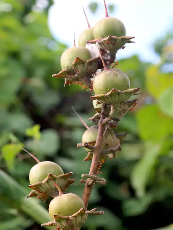 Lagerstroemia speciosa