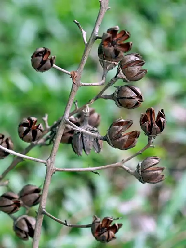 Lagerstroemia speciosa