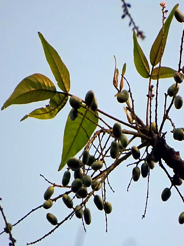 Lannea coromandelica