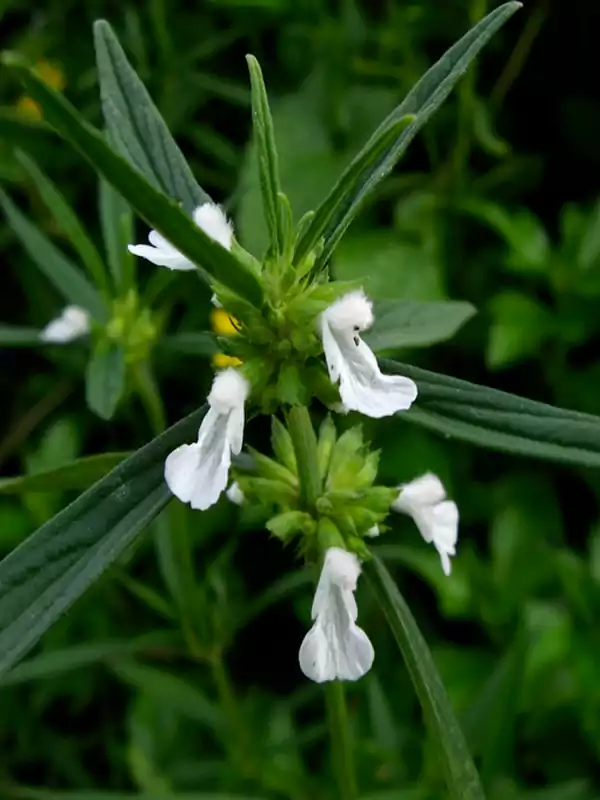 Leucas aspera