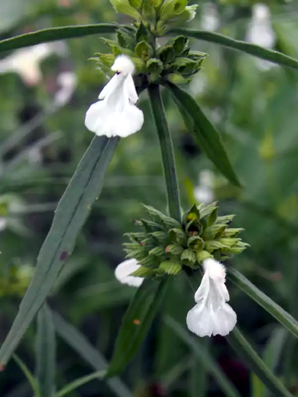 Leucas lavandulifolia