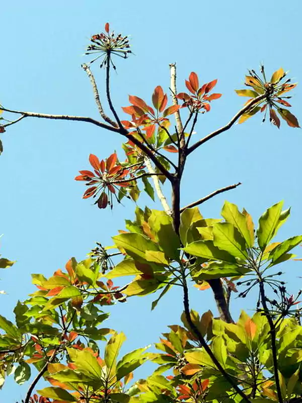 Madhuca longifolia